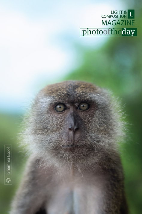 Female Macaque