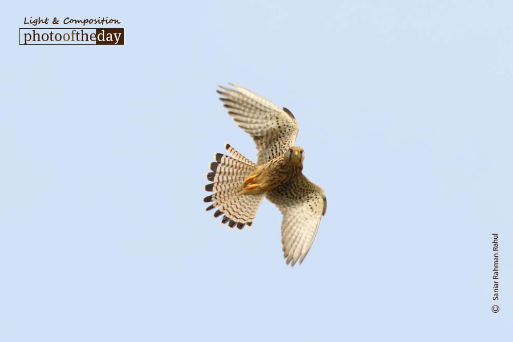 A Common Kestrel Hovering, by Saniar Rahman Rahul