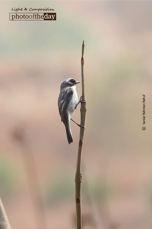 Grey Bushchat, by Saniar Rahman Rahul