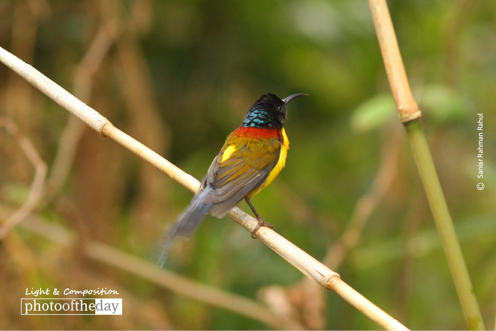 Mrs. Gould's Sunbird, by Saniar Rahman Rahul