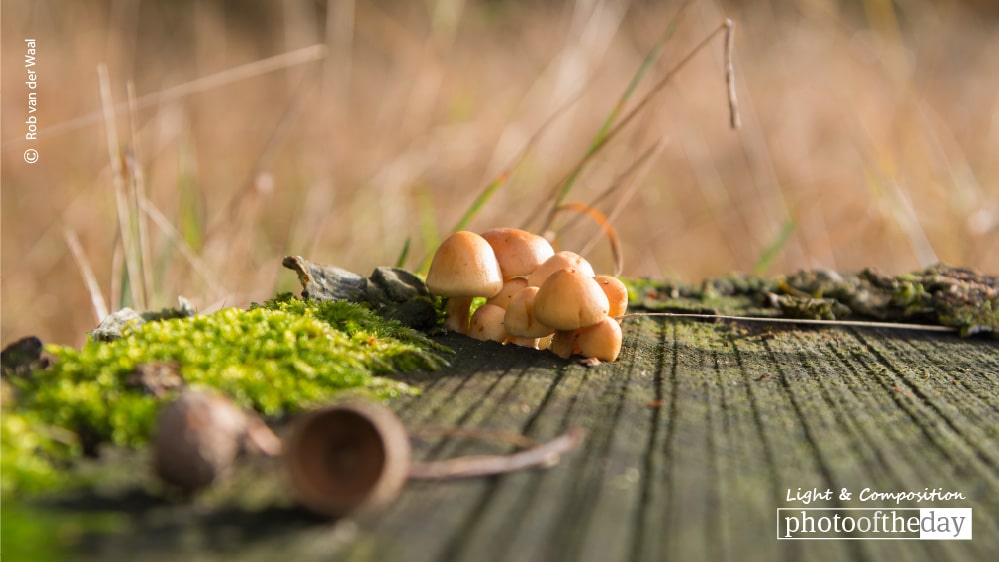 Small Autumn World, by Rob van der Waal