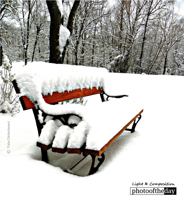 Snowy Seat, by Tisha Clinkenbeard