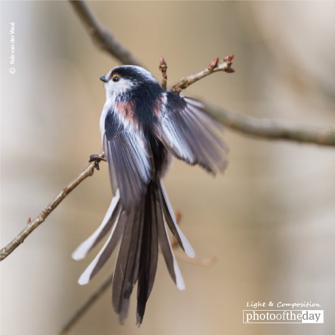 Long Tail Tit Showing Its Colors and Feathers, by Rob van der Waal