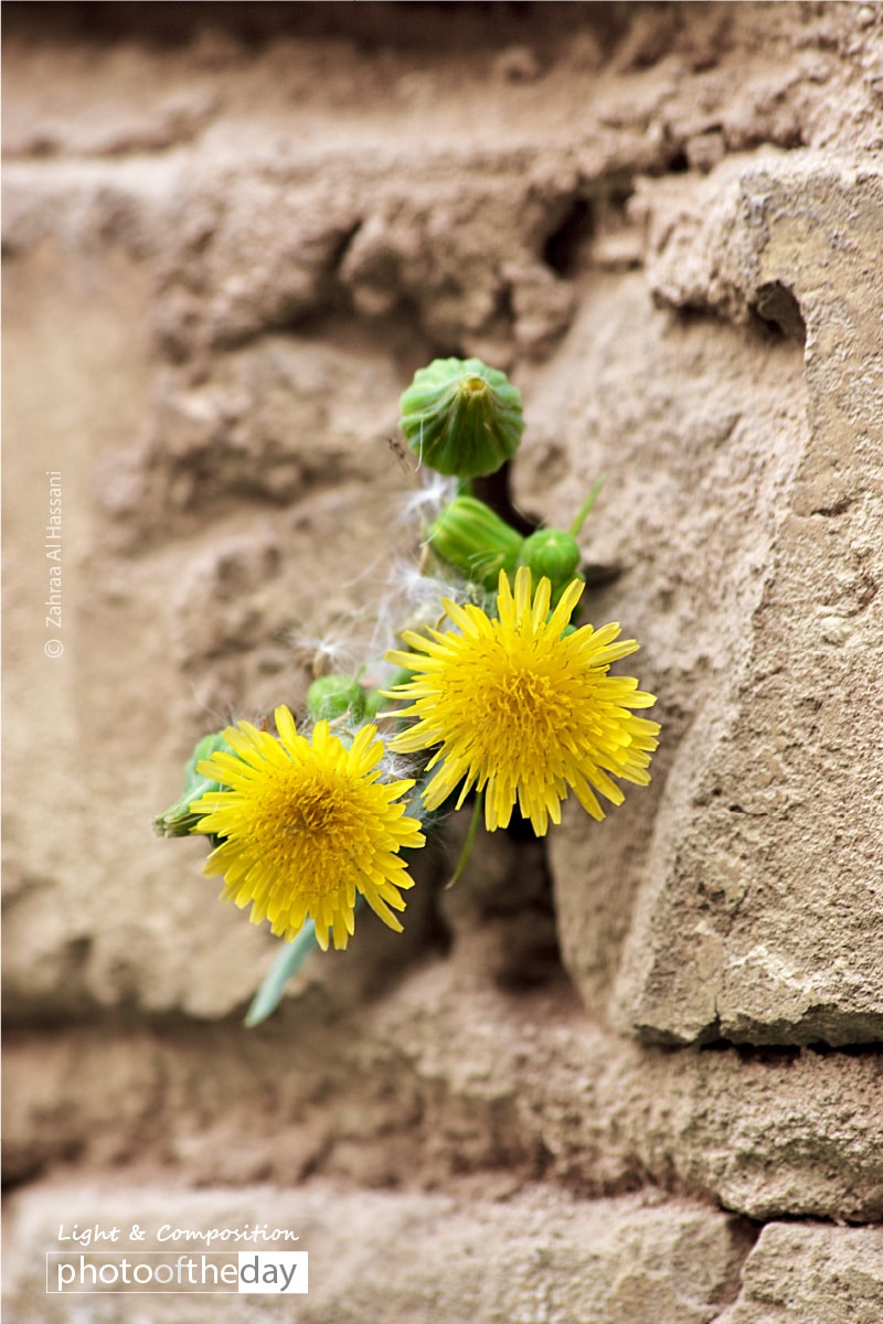 Invincible Flower, by Zahraa Al Hassani