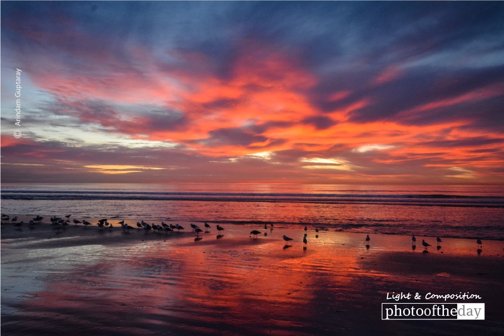 Birds, Sea, and the Fiery Sky, by Arindam Guptaray