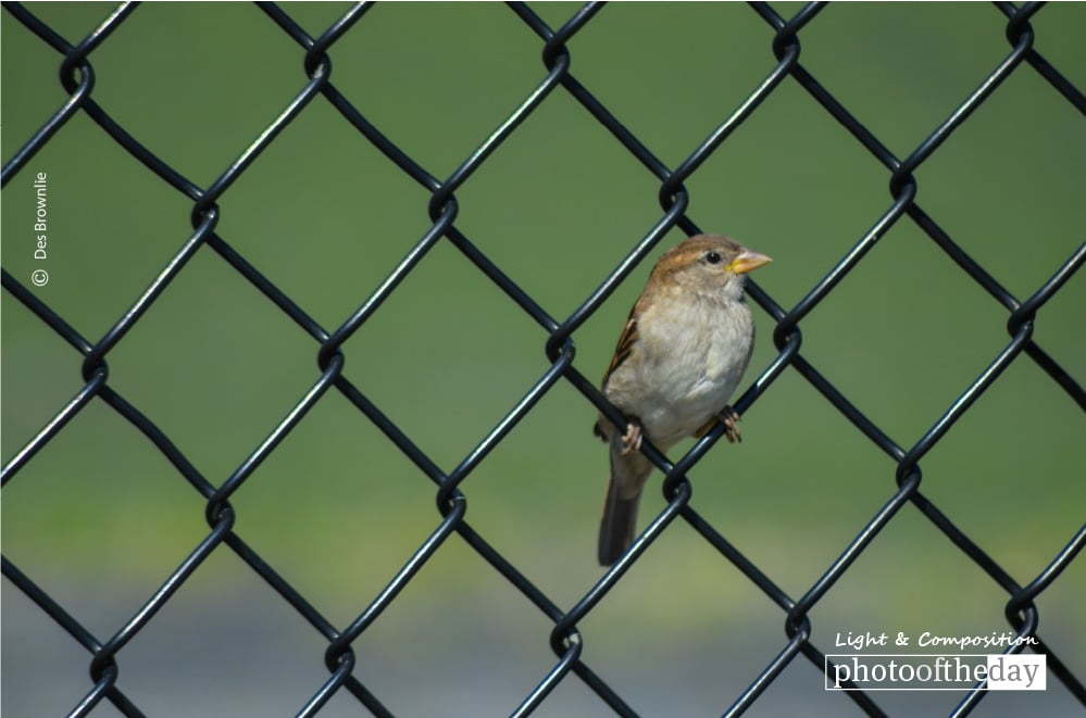 Bird in a Wire, by Des Brownlie