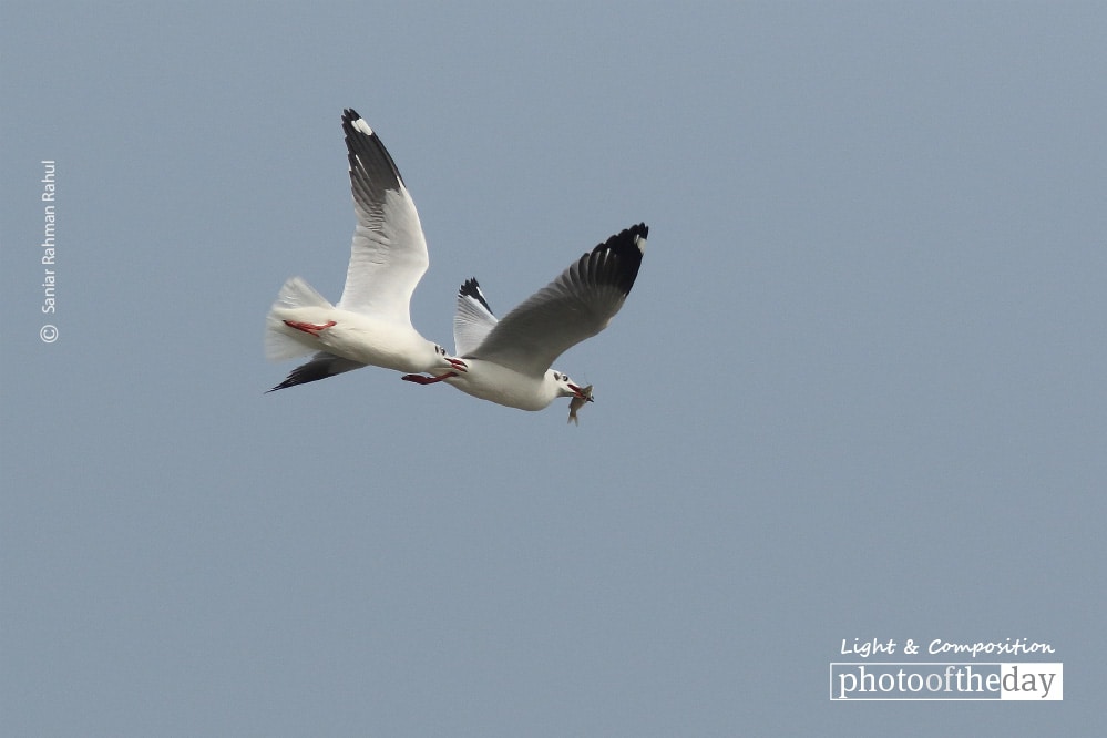 The Brown-headed Gull, by Saniar Rahman Rahul