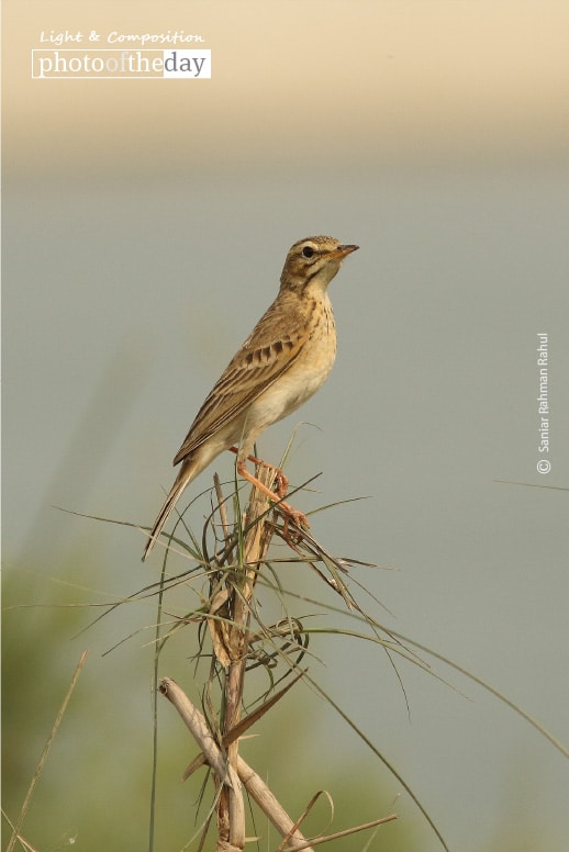 An Undistinguished Bird, by Saniar Rahman Rahul