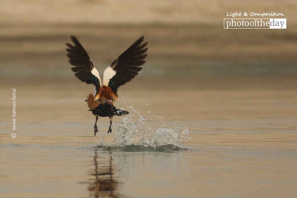 The Ruddy Shelduck, by Saniar Rahman Rahul