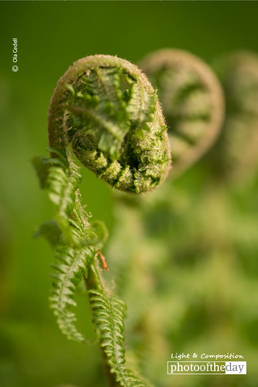 Fern in Spring, by Ola Cedell