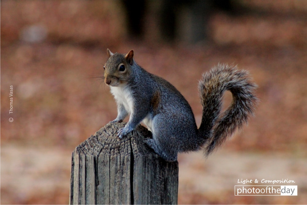 A Squirrel on the Post, by Thomas Vasas