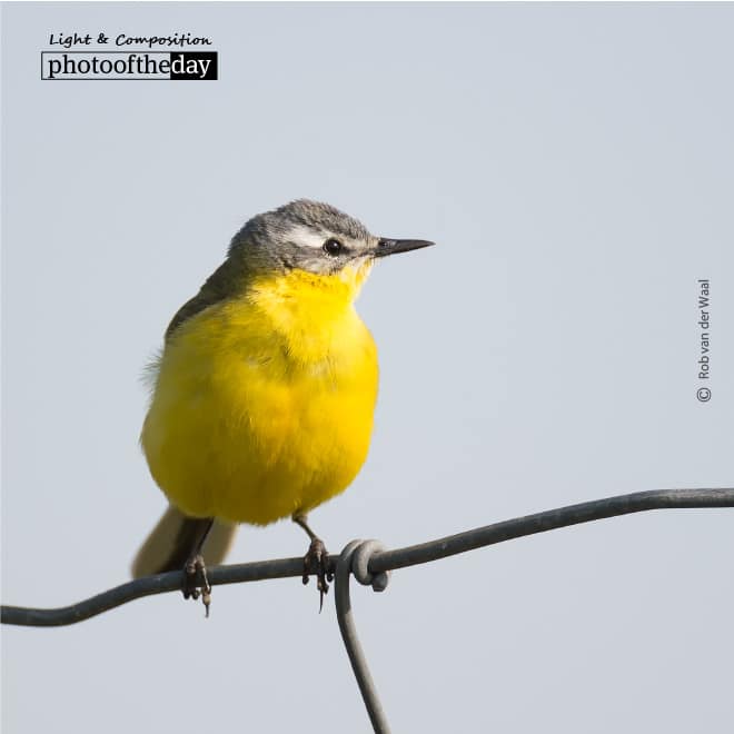 Blue Headed Wagtail, by Rob van der Waal