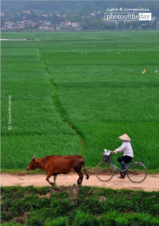 A Cyclist, a Cow, and the Green Field, by Ryszard Wierzbicki