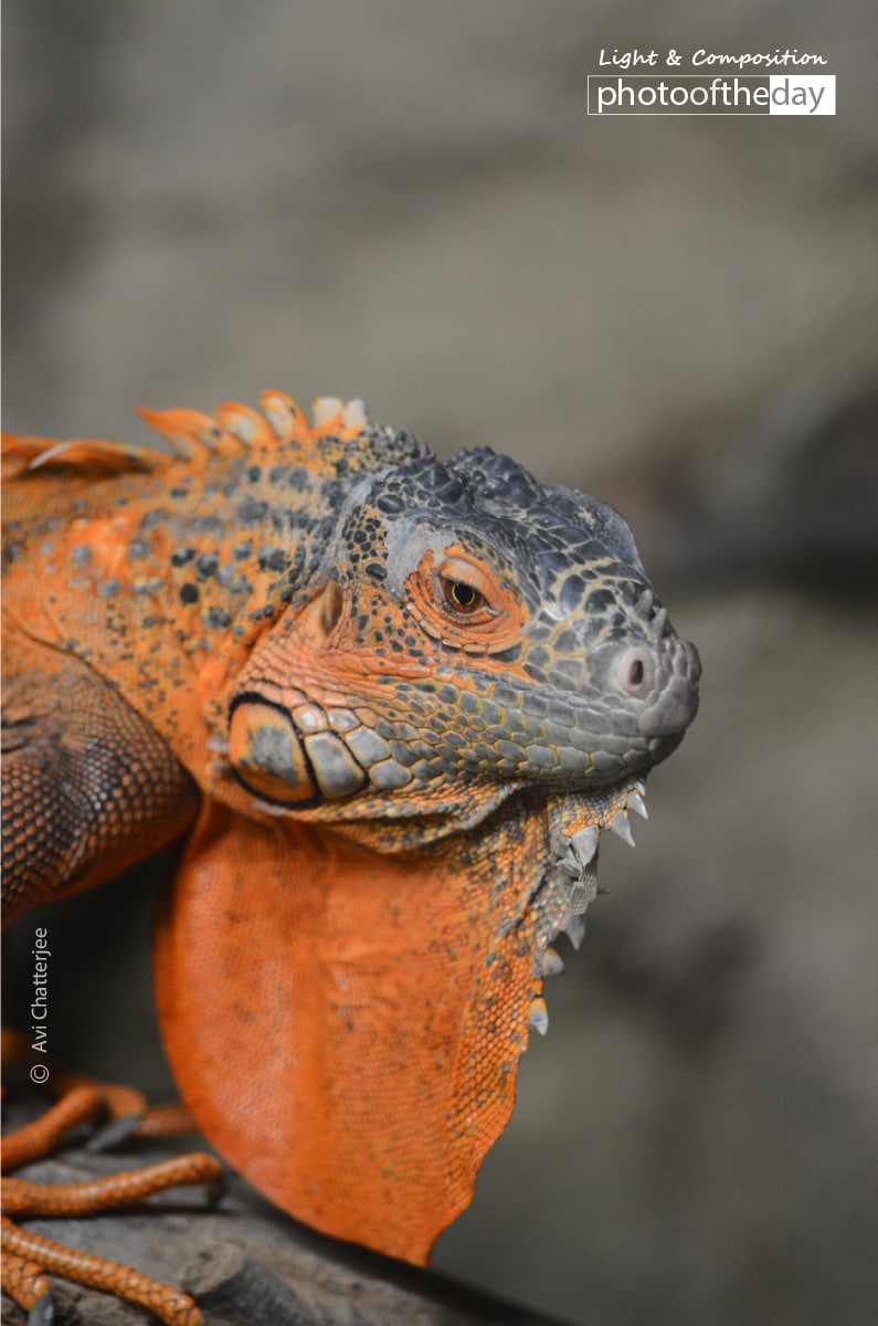 Iguana on Display, by Avi Chatterjee