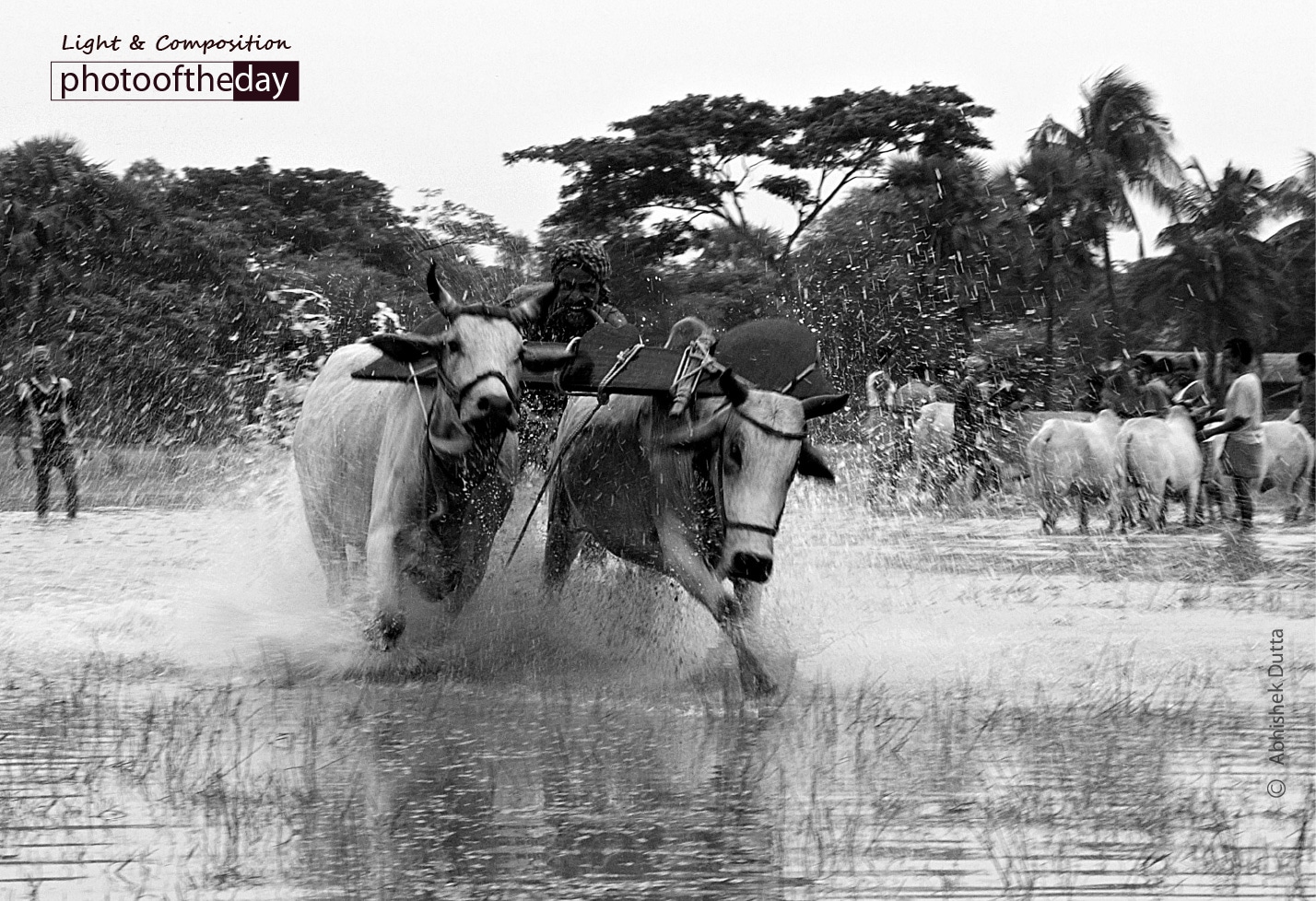 Bull Race, by Abhishek Dutta