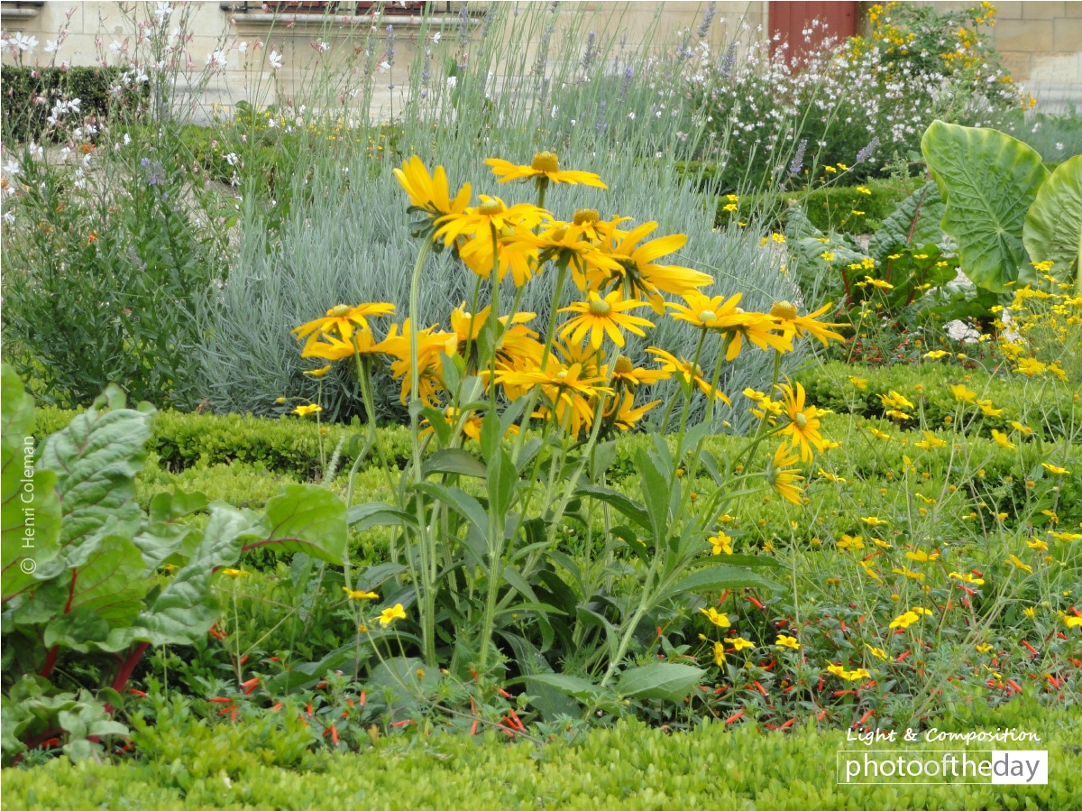 Flowers of Hotel de Sens, by Henri Coleman