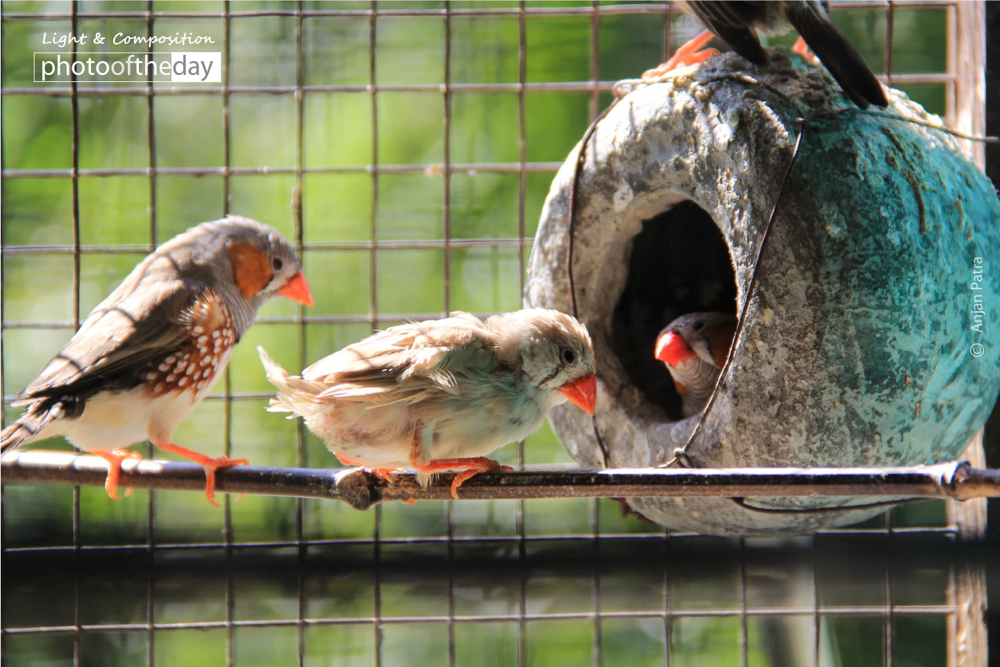 Life in a Cage, by Anjan Patra