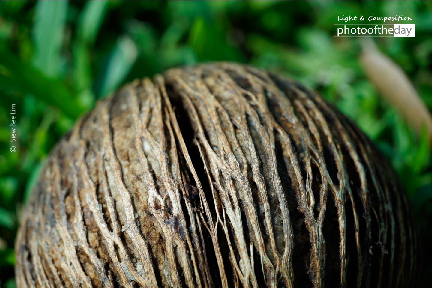 A Pong-pong Fruit by Siew Bee Lim