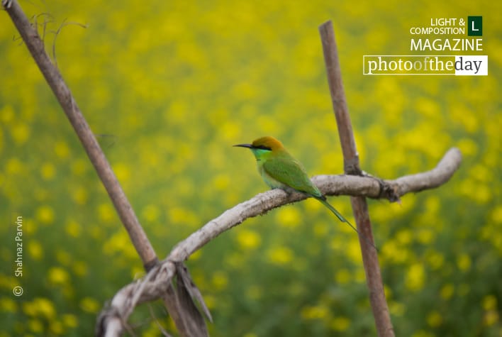 Cute Little Green Bee Eater, by Shahnaz Parvin