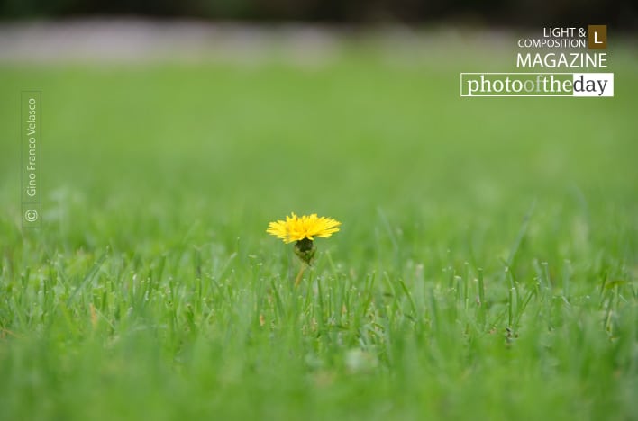 A Lone Flower, by Gino Franco Velasco