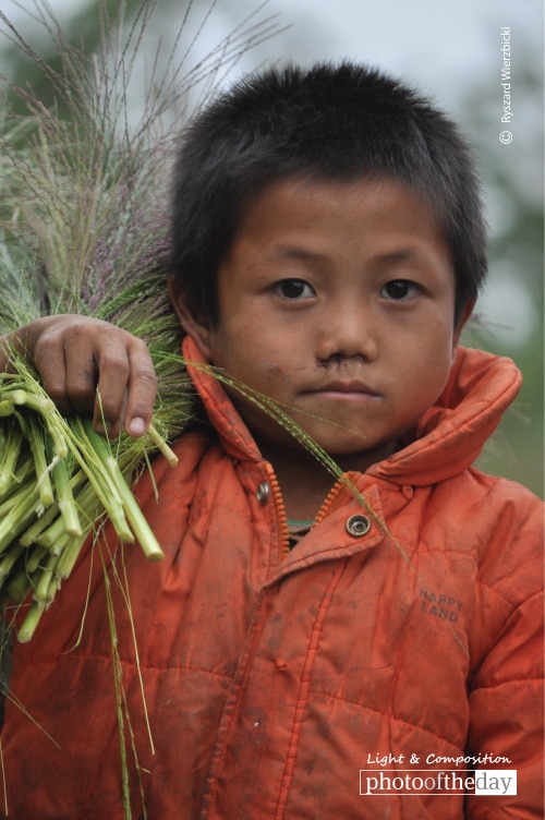 Harvesting Boy