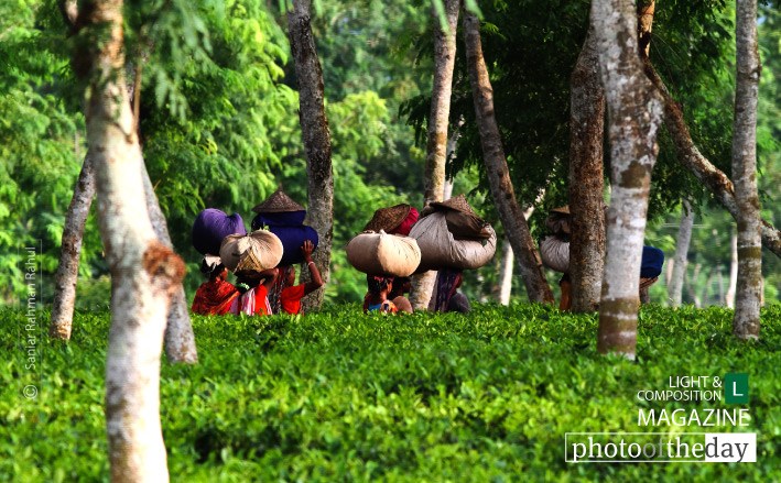 Life in the Green, by Saniar Rahman Rahul