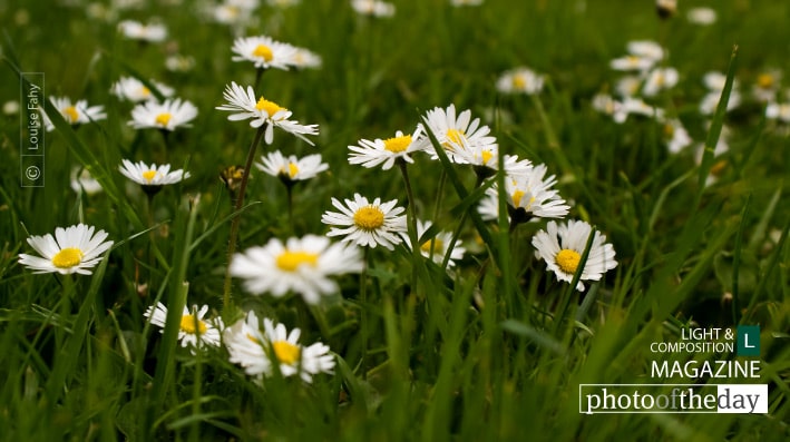 Springtime Daisies in Paris, by Louise Fahy