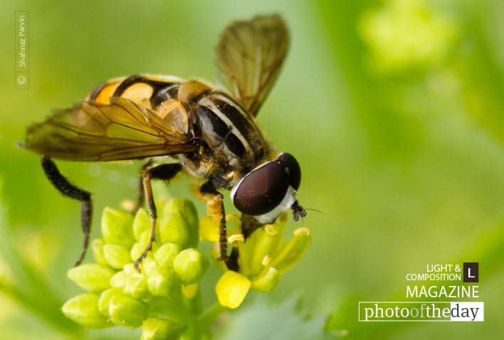 Bee in Shades of Green, by Shahnaz Parvin