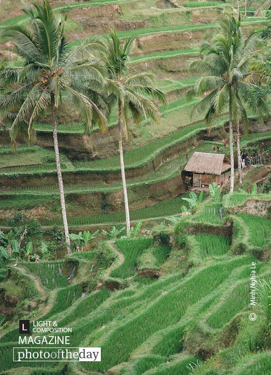 Tegalalang Rice Field, by Minh Nghia Le