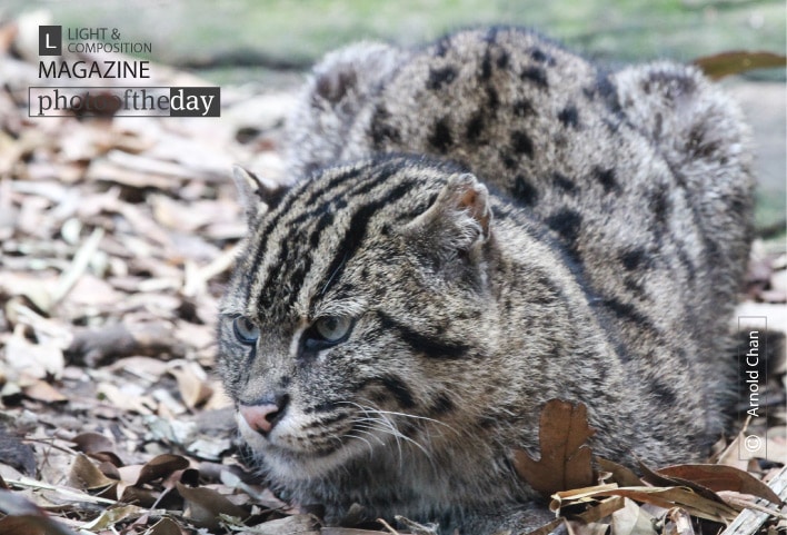 Fiddle the Fishing Cat, by Arnold Chan