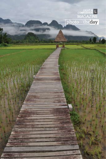 Across the Rice Field, by Ryszard Wierzbicki