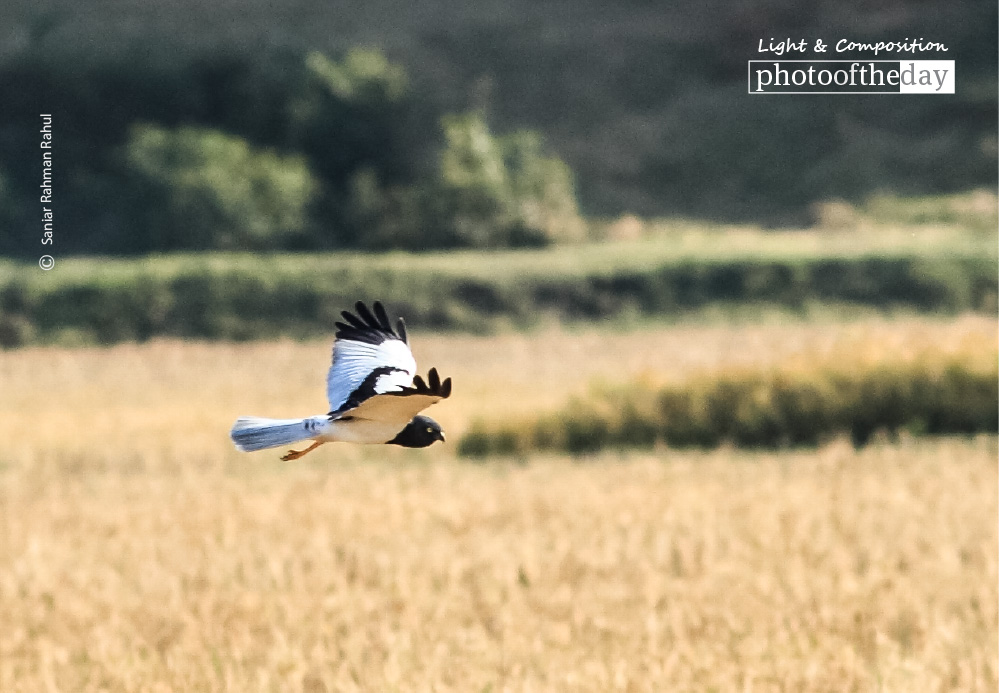 Pied Harrier, by Saniar Rahman Rahul