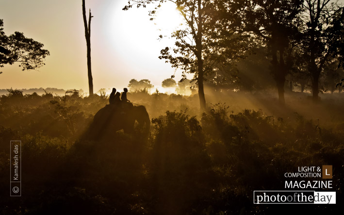 Elephant Safari, by Kamalesh Das