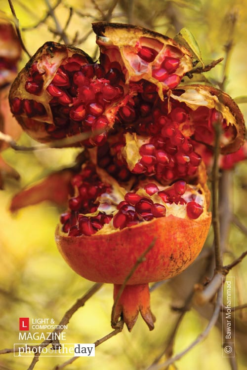 Pomegranate of Kurdistan, by Bawar Mohammad