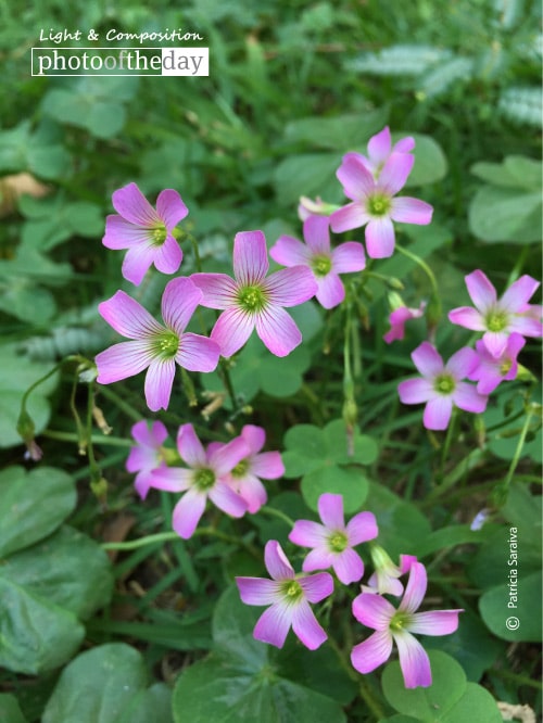 Flores in My Garden, by Patricia Saraiva