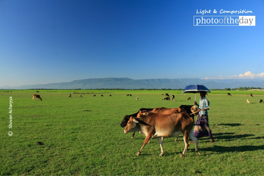 Grazing Cows in Heaven, by Shovan Acharyya