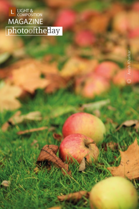 Apples in Autumn, by Anish Kharkar