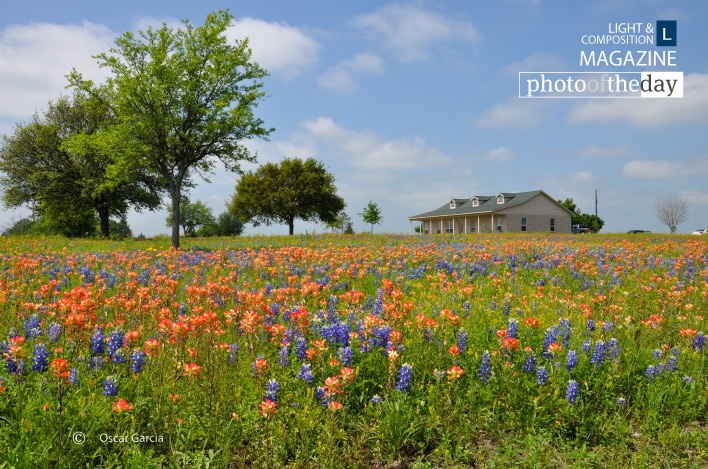 Bluebonnets Texas, by Oscar Garcia