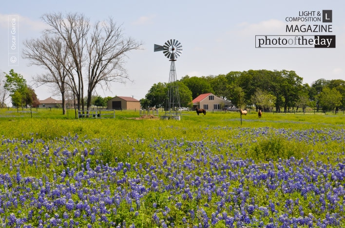 Mill, Horse and Bluebonnet, by Oscar Garcia