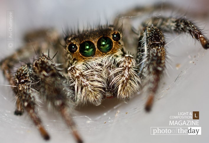 Jumping Spider, by Avi Chatterjee