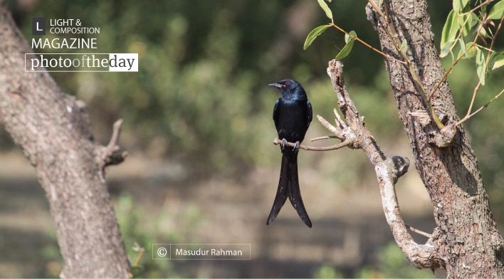 Beautiful Black Drango, by Masudur Rahman