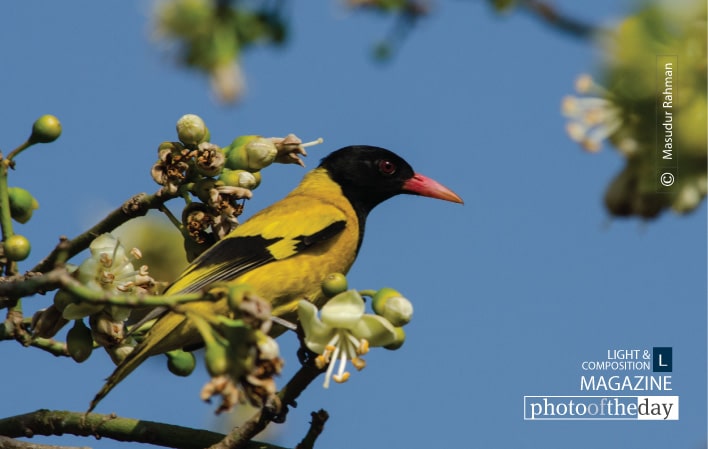 Black-hooded Oriole, by Masudur Rahman