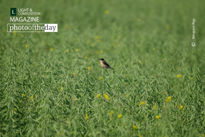 Alone, by Nirupam Roy