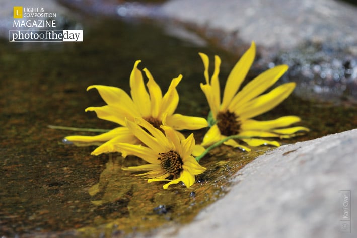 Texas Creek Flowers, by Kari Cvar