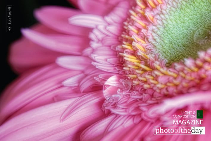 Pink Gerbera, by Luca Renoldi