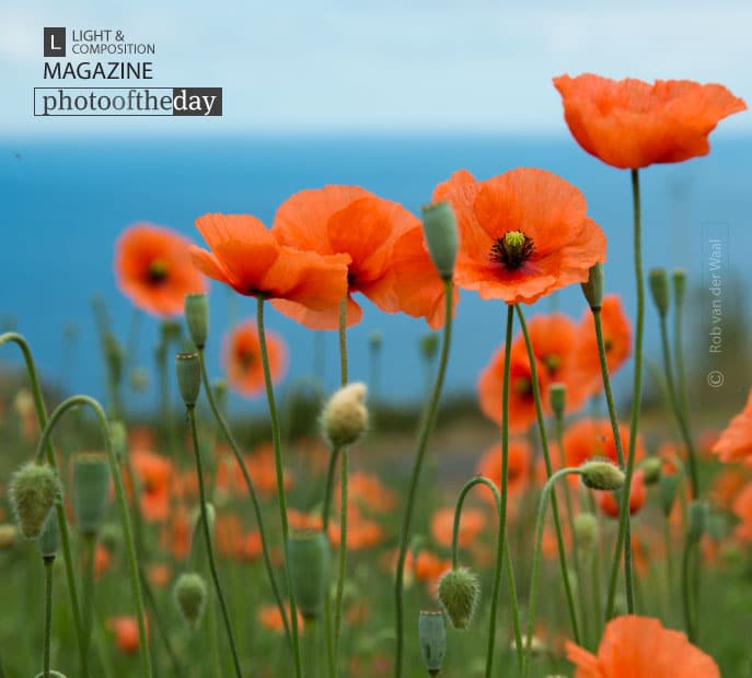 Poppy, by Rob van der Waal