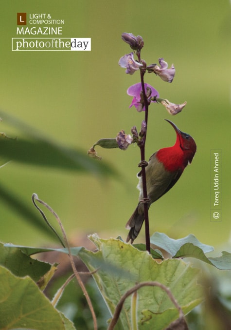 Crimson Sunbird, by Tareq Uddin Ahmed