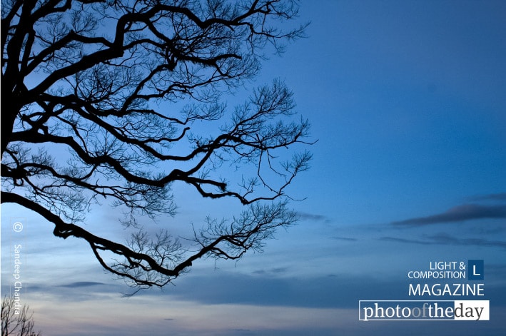 Tree Branches from Amedikallu, by Sandeep Chandra