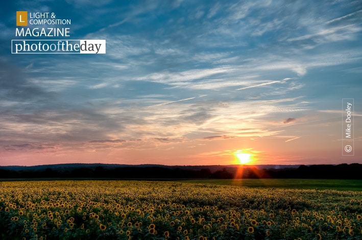 Sunflower Sunset, by Mike Dooley