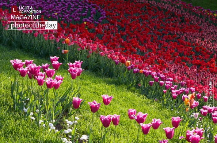 Tulips in the Sunrise, by Sergiy Kadulin